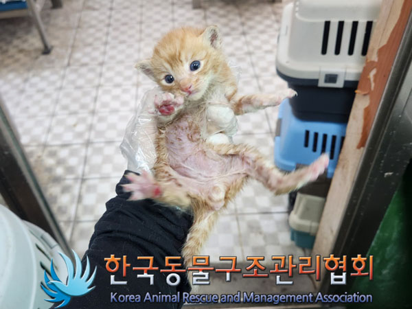 한국동물구조관리협회_411323202300529