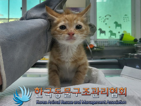 한국동물구조관리협회_441398202300214