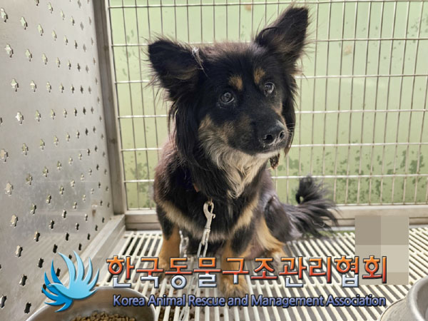 한국동물구조관리협회_441559202300415