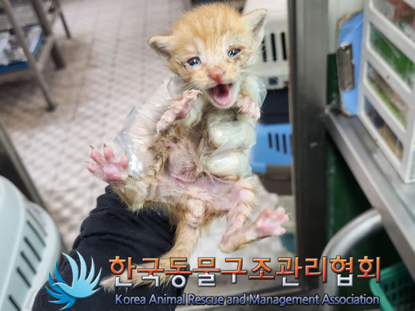 한국동물구조관리협회_411323202300530
