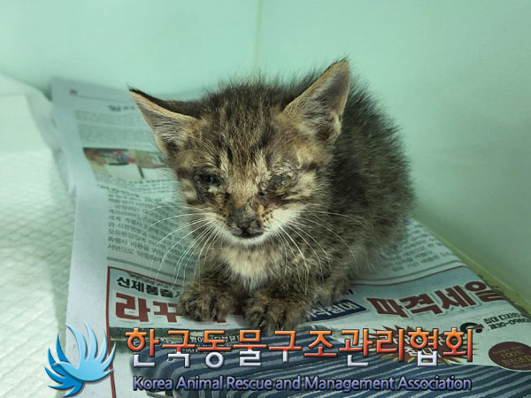 한국동물구조관리협회_411317202300131