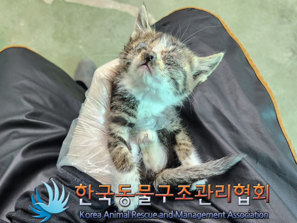 한국동물구조관리협회_411317202300133