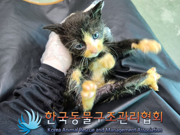 한국동물구조관리협회_411317202300136