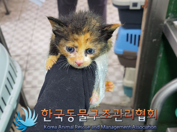 한국동물구조관리협회_411317202300134