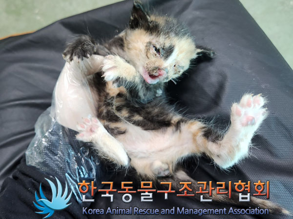 한국동물구조관리협회_441392202300105