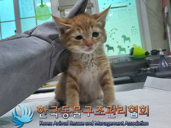 한국동물구조관리협회_441398202300213