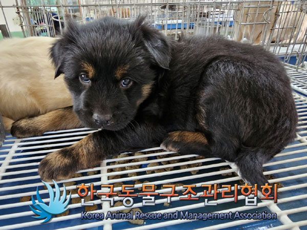 한국동물구조관리협회_441559202300411