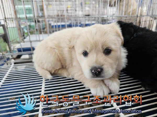 한국동물구조관리협회_441559202300412