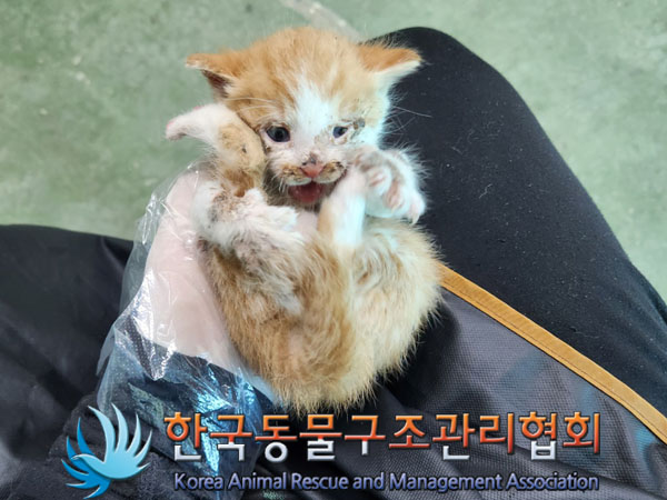 한국동물구조관리협회_441392202300106
