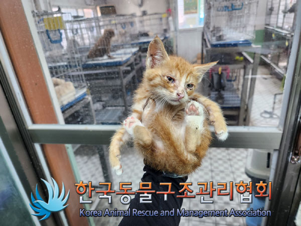 한국동물구조관리협회_411317202300138