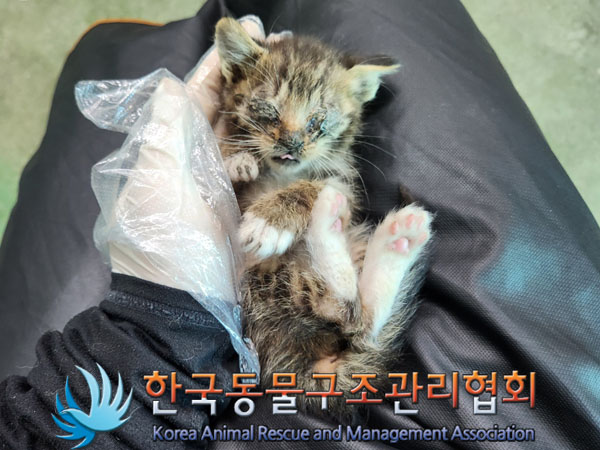 한국동물구조관리협회_411317202300132