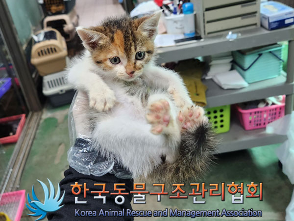 한국동물구조관리협회_441560202300713