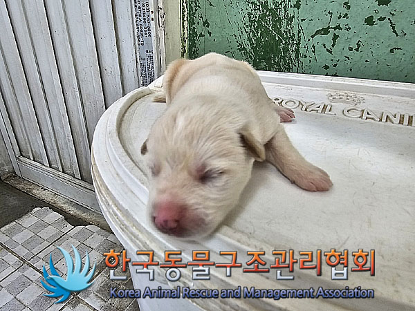한국동물구조관리협회_441409202300892