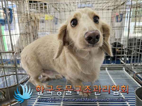 한국동물구조관리협회_441560202300712