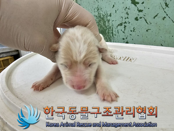 한국동물구조관리협회_441409202300895