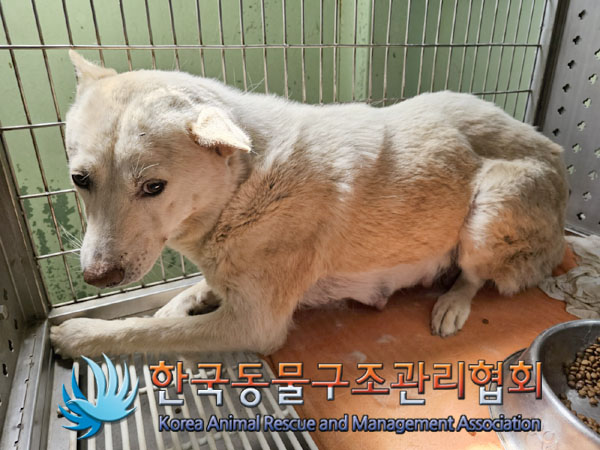 한국동물구조관리협회_441409202300888