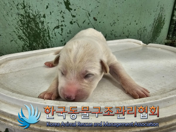 한국동물구조관리협회_441409202300890