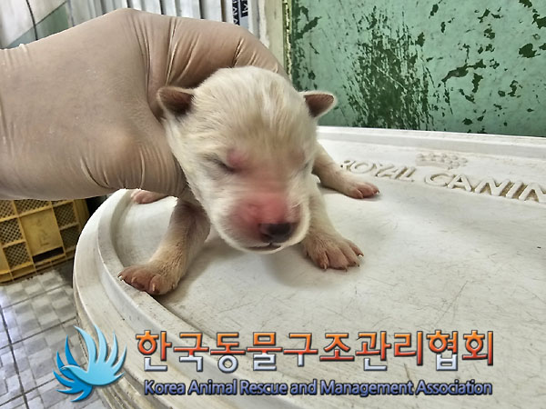 한국동물구조관리협회_441409202300894