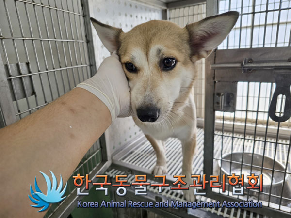 한국동물구조관리협회_441382202300389