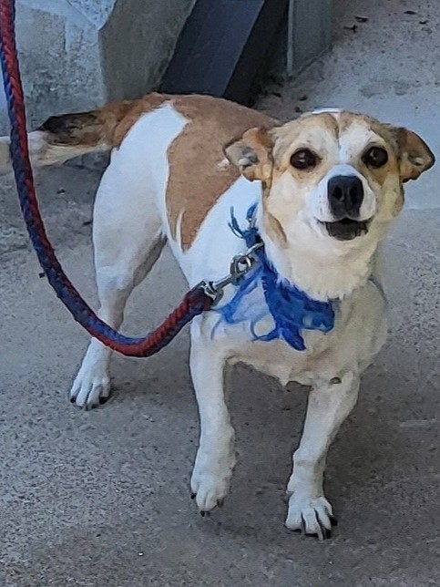 밀양시동물보호센터_448536202301247