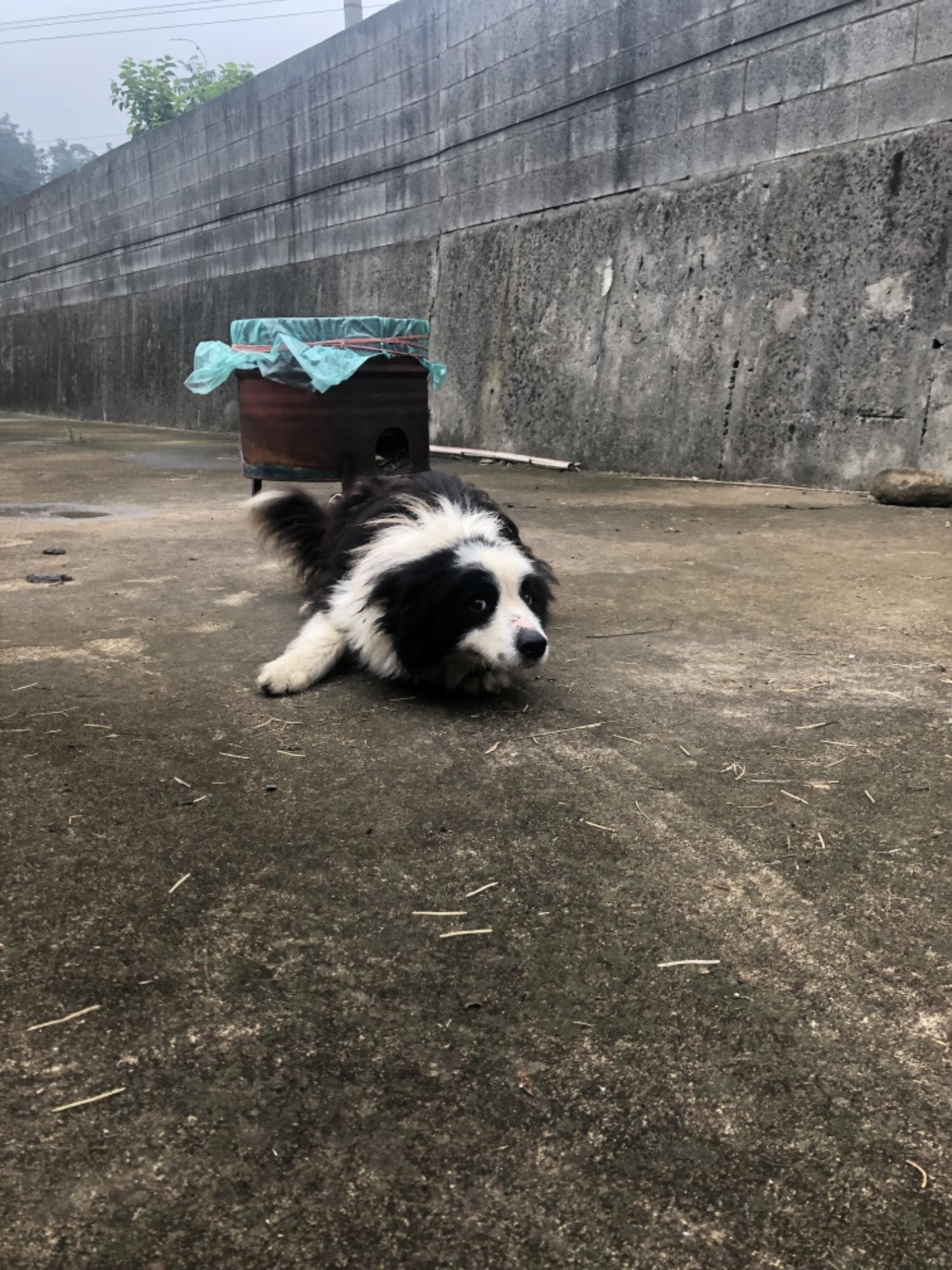 남해군유기동물보호소_448543202300150