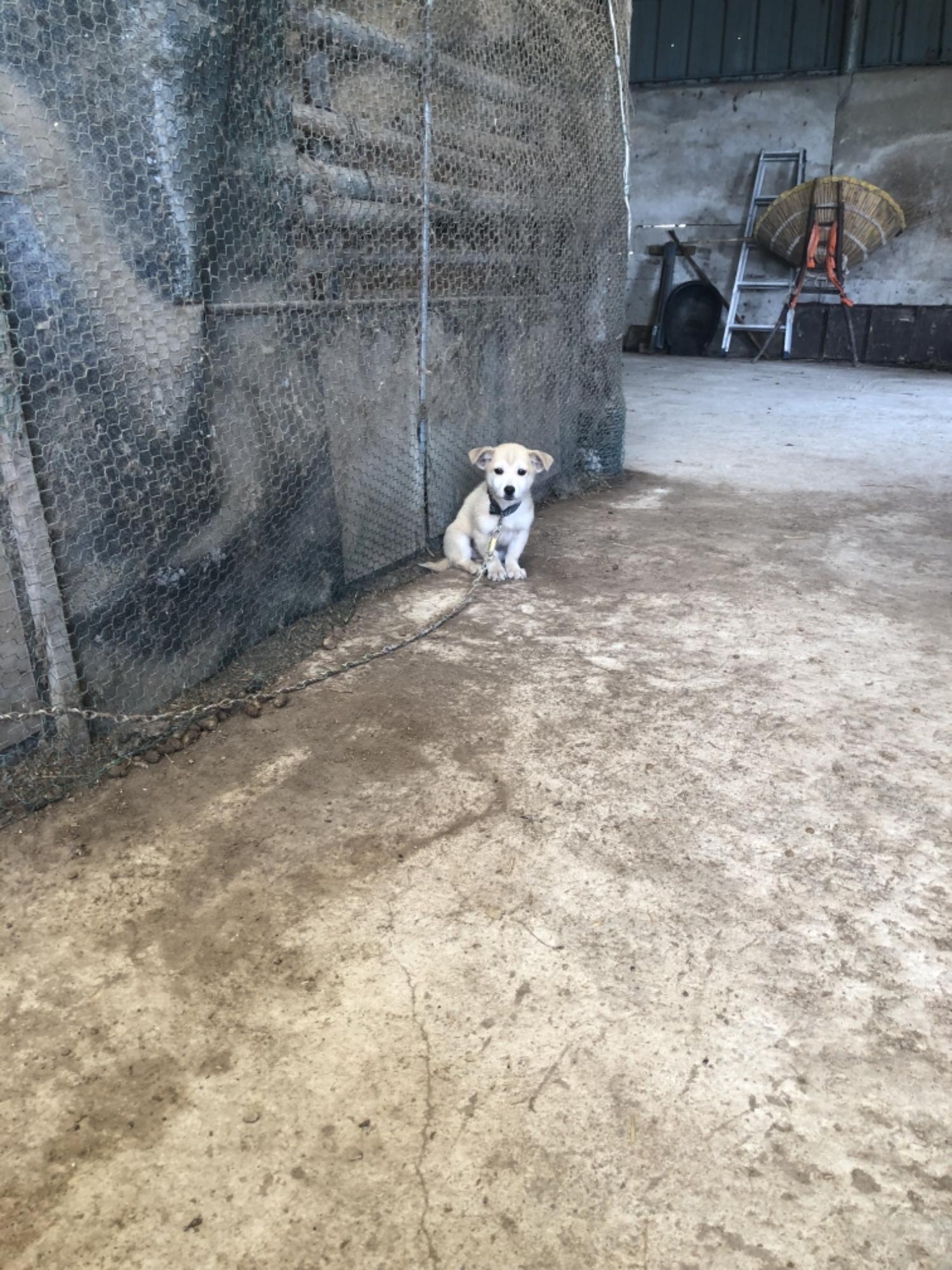 남해군유기동물보호소_448543202300152