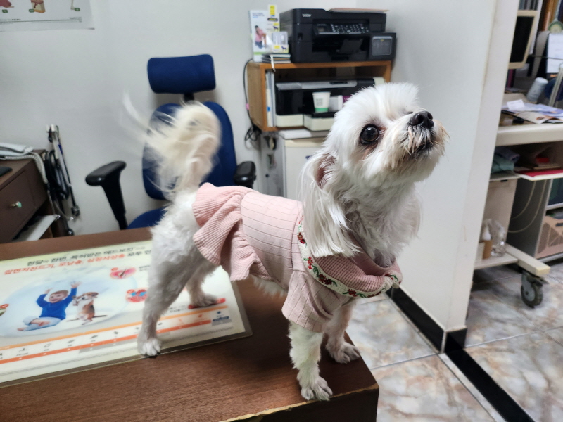 대구수의사회(아이펫)_427343202300433