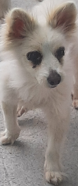 영천유기동물보호센터_447510202300171