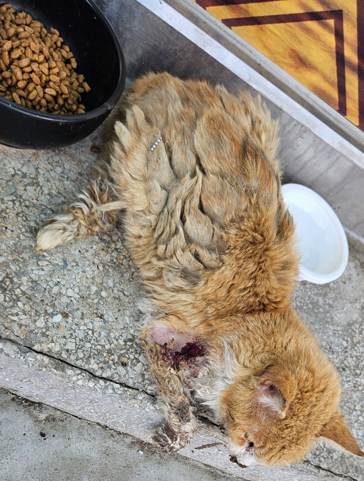 진안군유기동물보호소_445473202300249