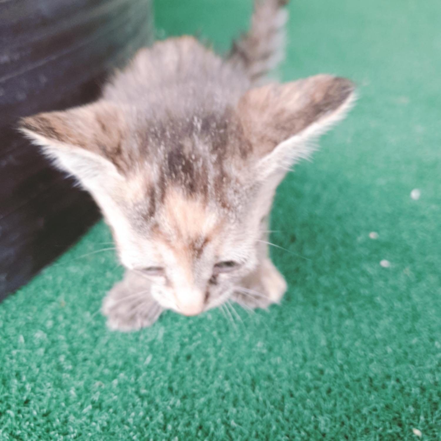 [고양이] 한국 고양이 전남-나주-2023-00466 유기동물 배경 이미지 입니다.