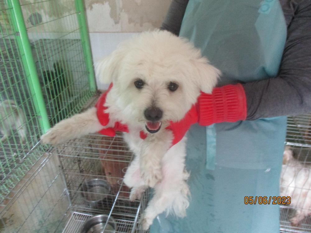 동해시유기동물보호소_442421202300086