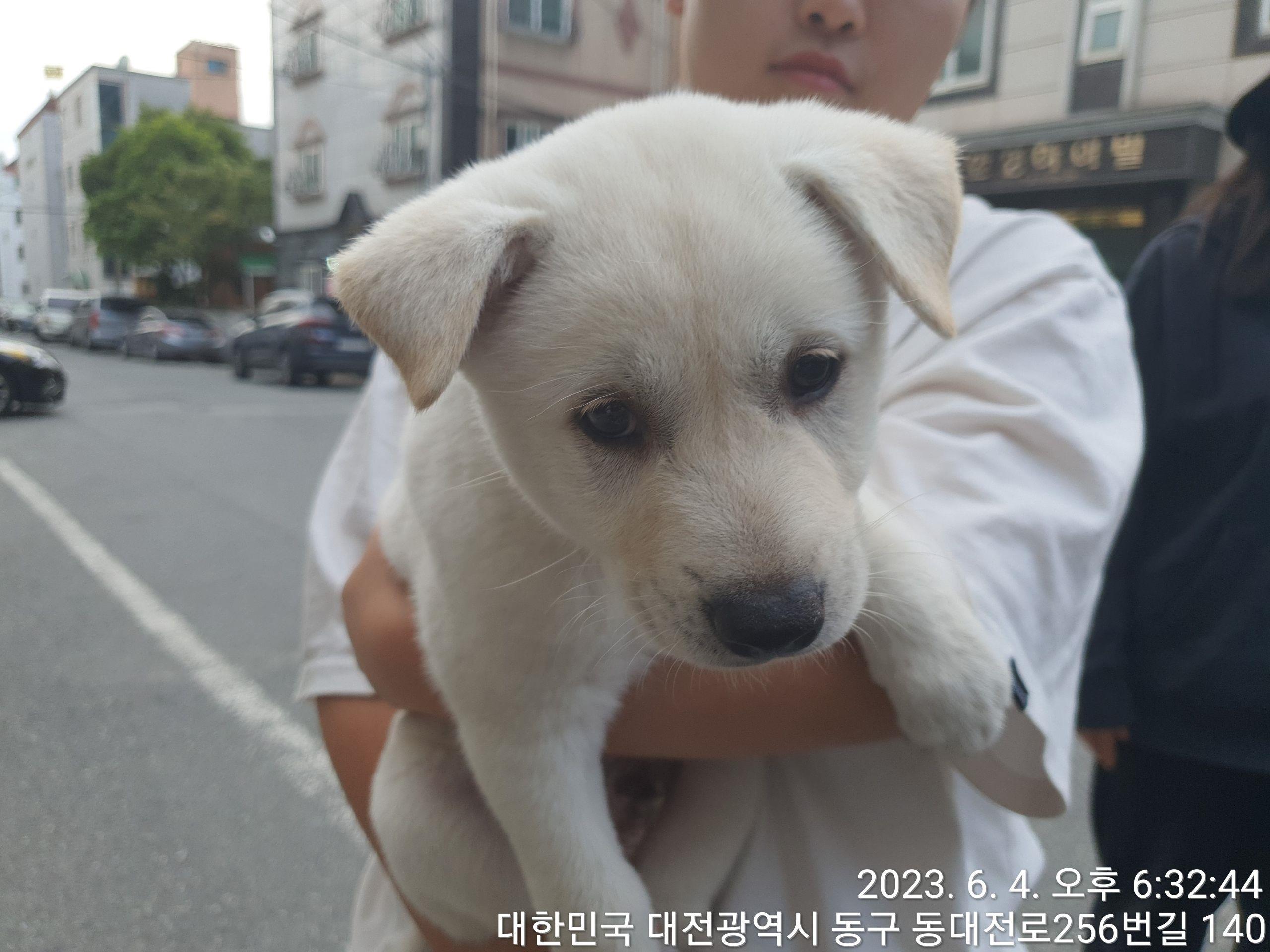 대전동물보호센터_430364202300182