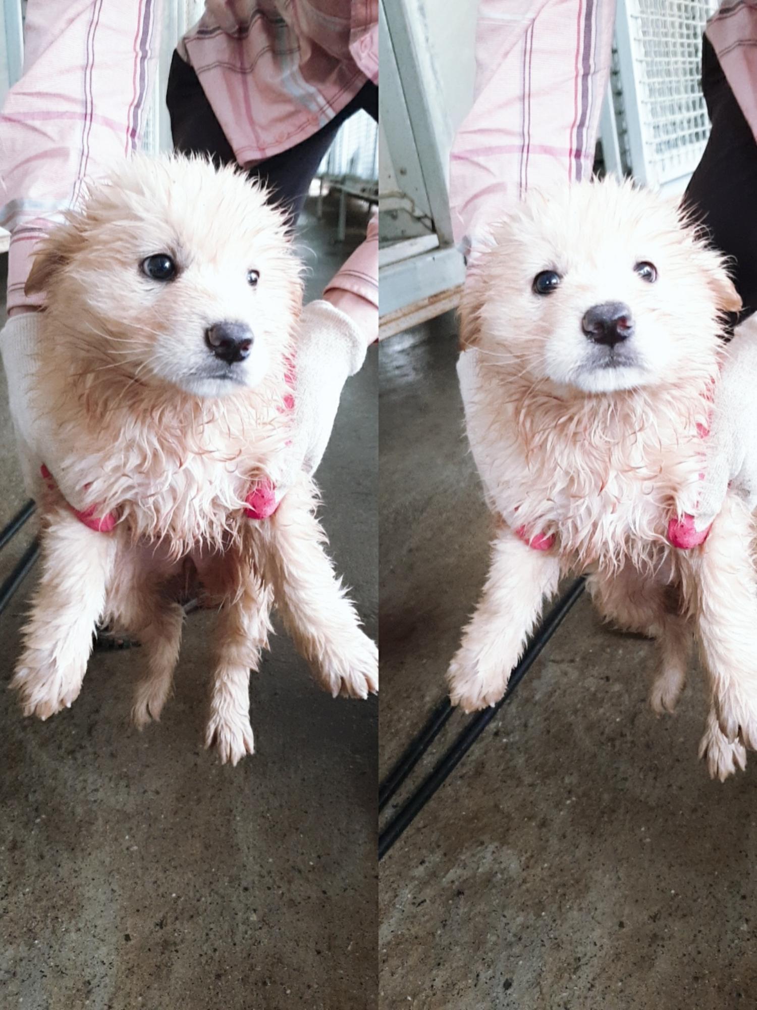 남양동물보호센터_441553202301654