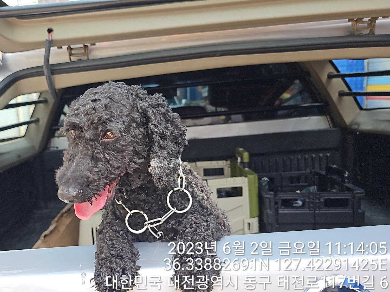 대전동물보호센터_430364202300180