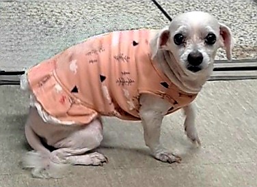 수원시 동물보호센터_441374202300557