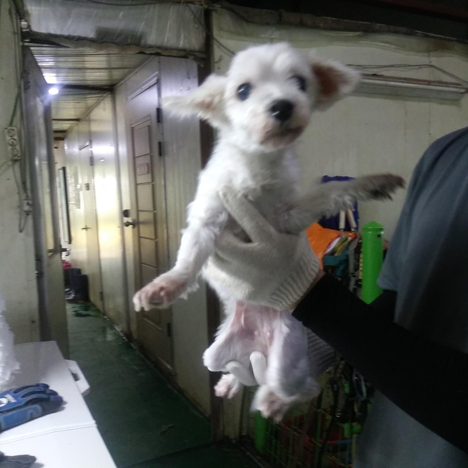 인천광역시수의사회_428351202300458