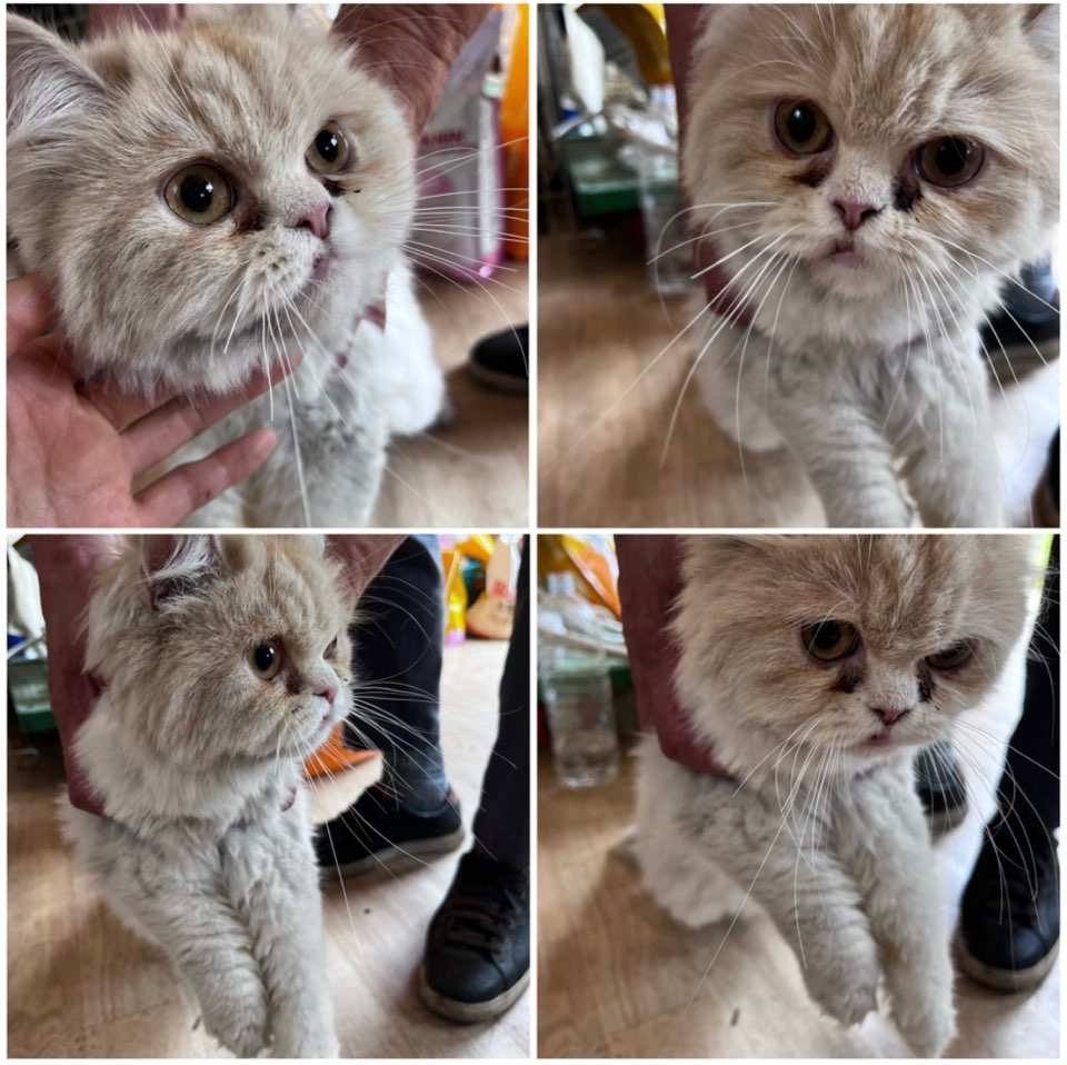 천안시유기동물보호소_444449202301241