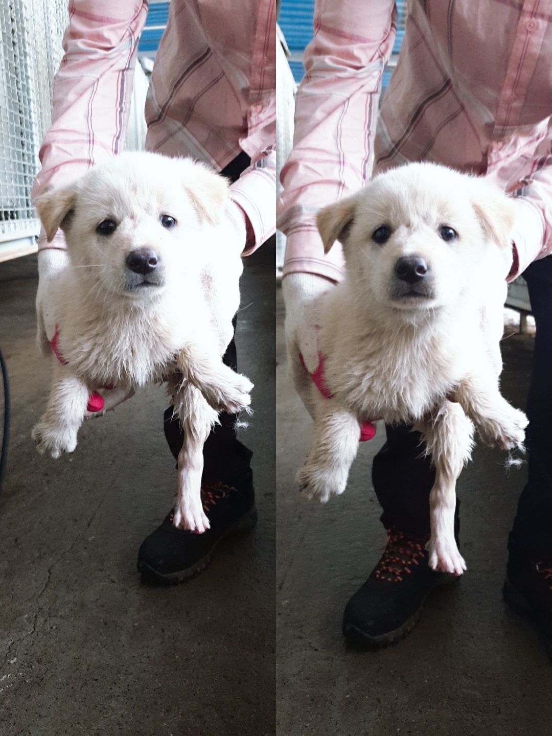 남양동물보호센터_441553202301658