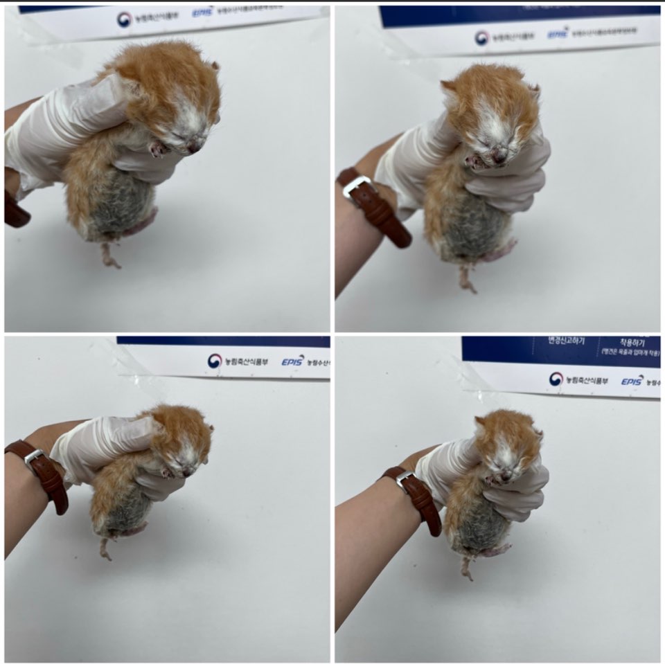 천안시유기동물보호소_444449202301242