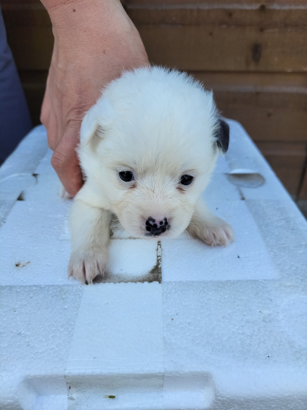 금일동물보호센터_444460202300541