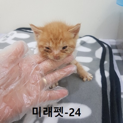 미래펫동물병원_431370202300490