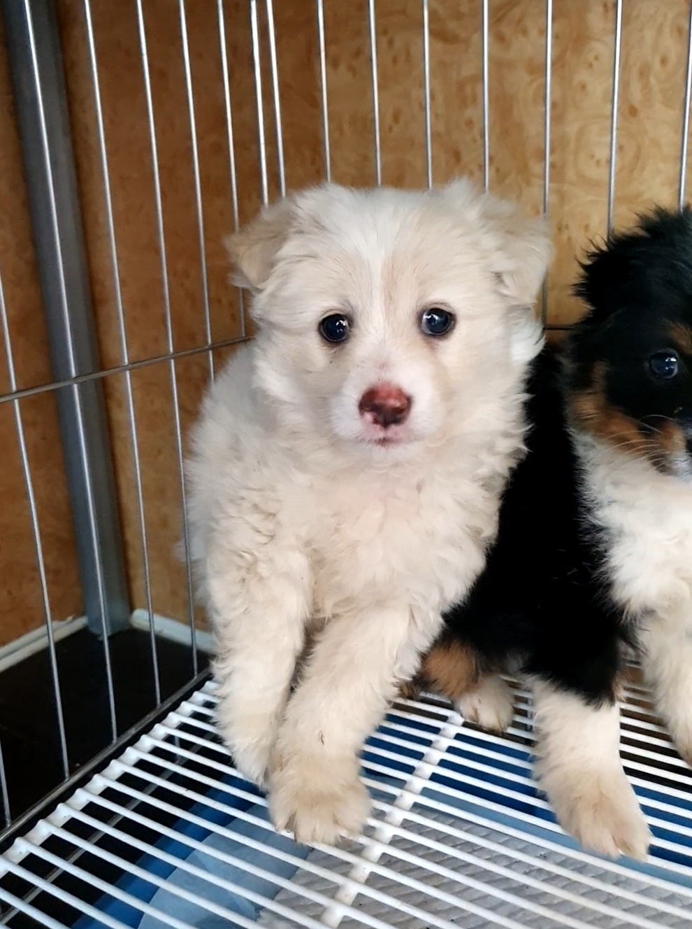 삼척시동물보호센터_442424202300377