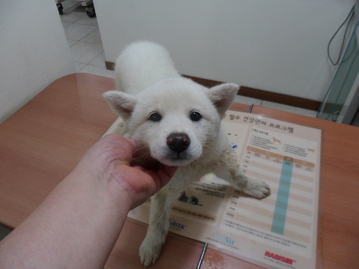 강현림동물병원_411314202300265