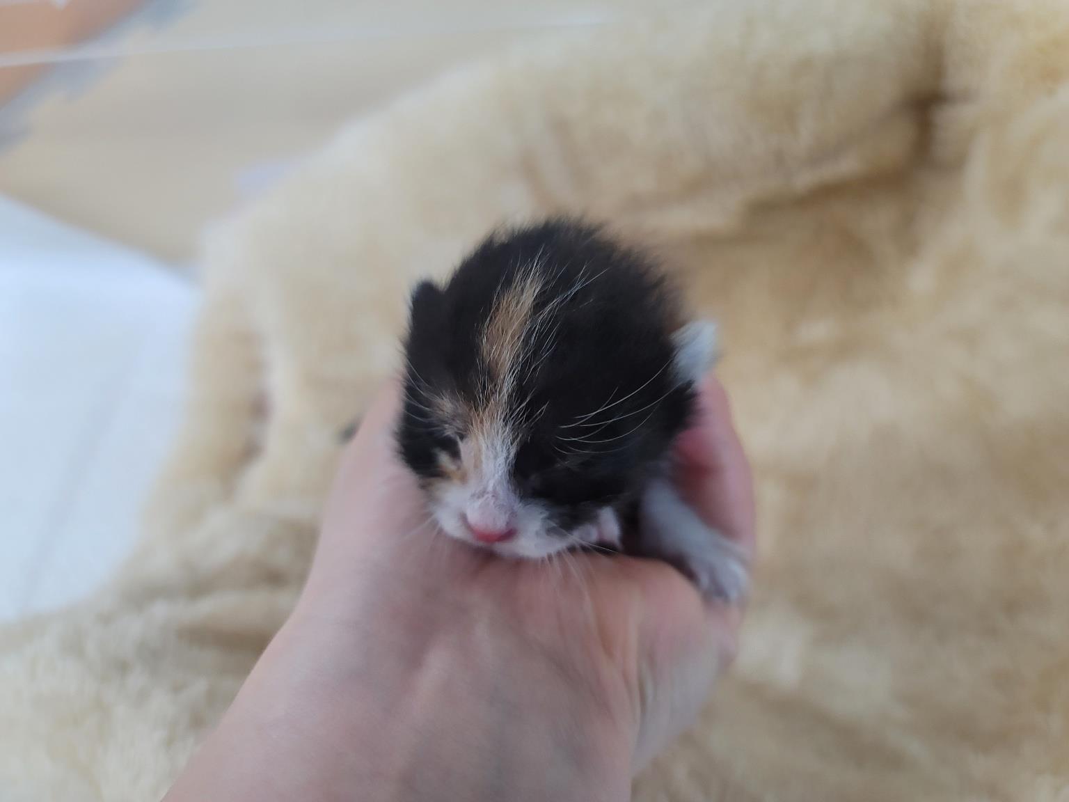 (사)하얀비둘기_426334202300344