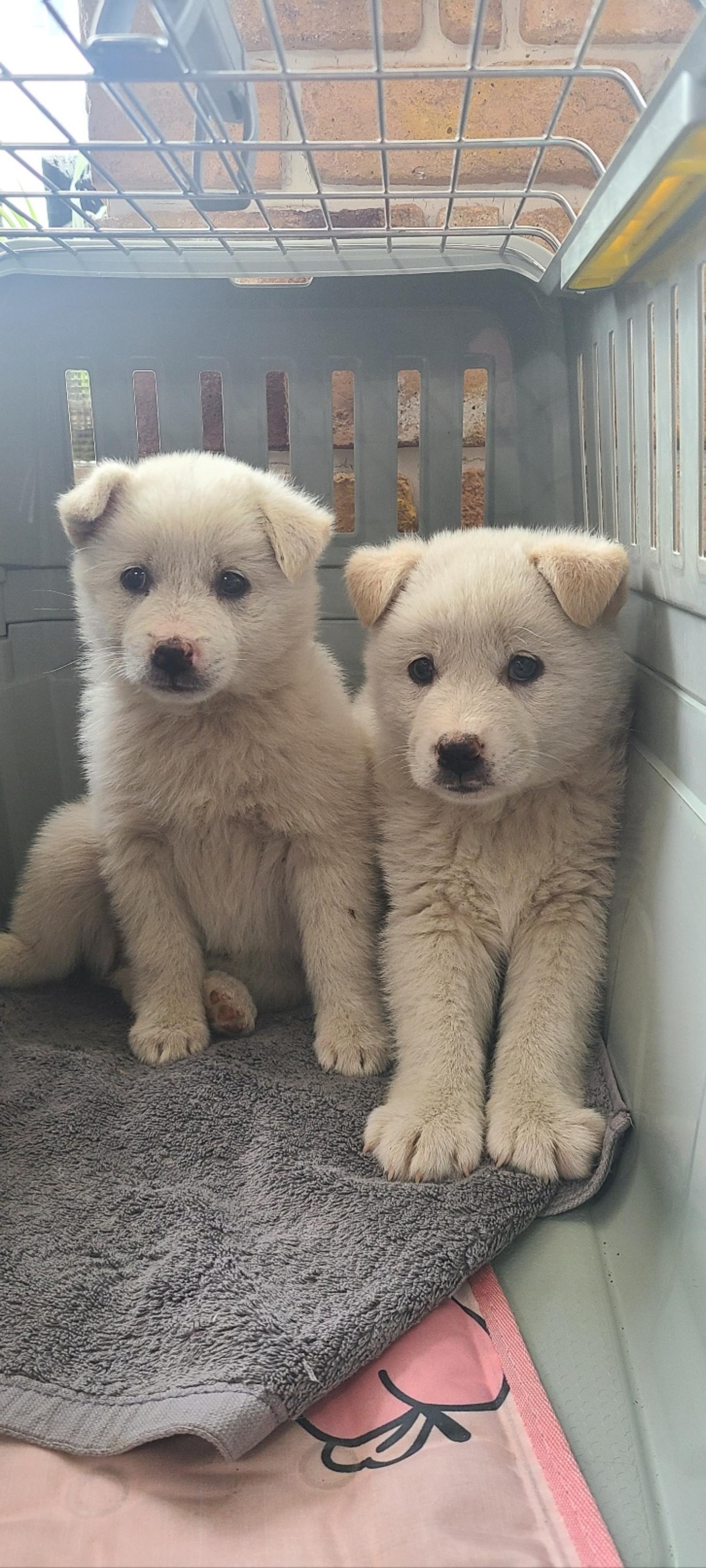 하남동물병원_441404202300303