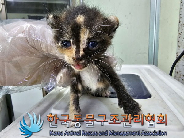 한국동물구조관리협회_411304202300375
