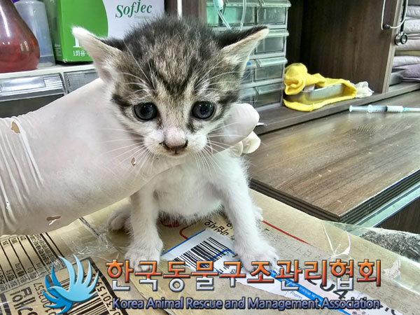 한국동물구조관리협회_411316202300403