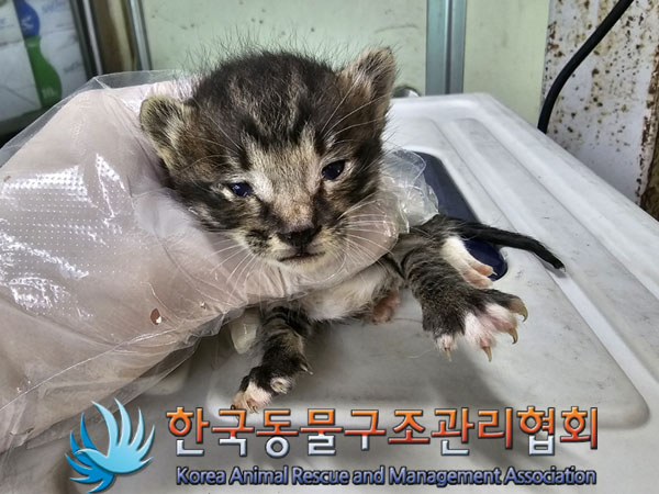 한국동물구조관리협회_411304202300376