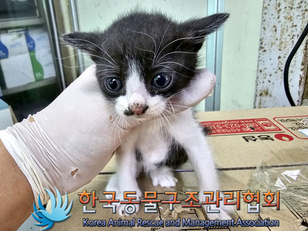 한국동물구조관리협회_411316202300406