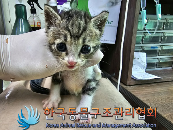 한국동물구조관리협회_411317202300140